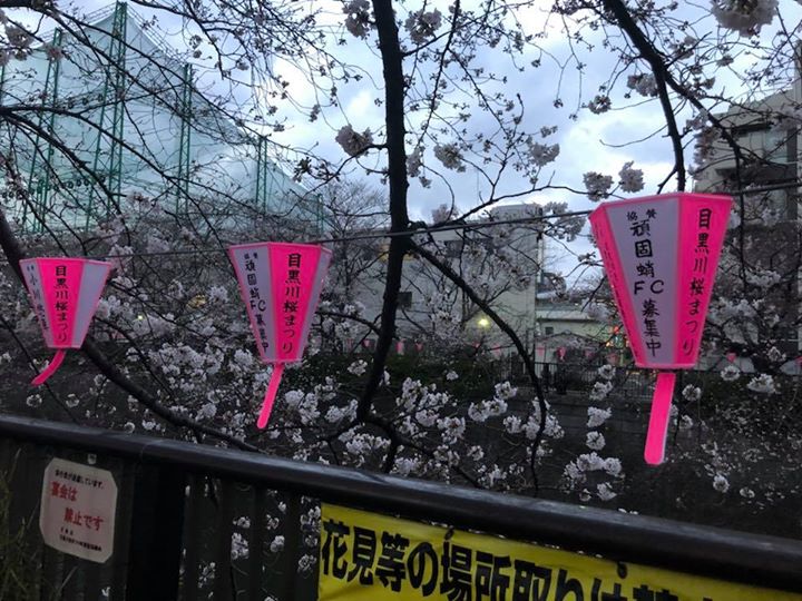 目黒川✨ぼんぼり出させてもらいました🏮少しは桜のライトアップに貢献できたでしょうか？🐙
